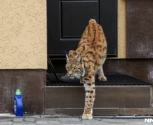 30 кошек в доме, считая дикую рысь. Семья держит десятки бенгалов и саванн