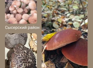 Грибы — всё!