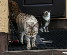 30 кошек в доме, считая дикую рысь. Семья держит десятки бенгалов и саванн