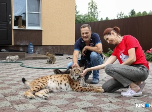 30 кошек в доме, считая дикую рысь. Семья держит десятки бенгалов и саванн