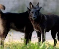 В Калининградской области возбудили дело из-за стрельбы по собакам.