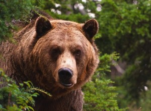 В Приморье застрелили медведя, убившего двух человек и 35 собак 